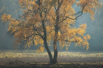 autumn vibes van Erik de Jong