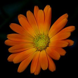 Oranje bloem van Onno van Kuik