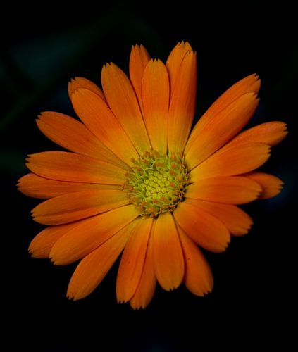 Oranje bloem