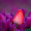 Close up - red tulip in purple tulip field by Rene Siebring