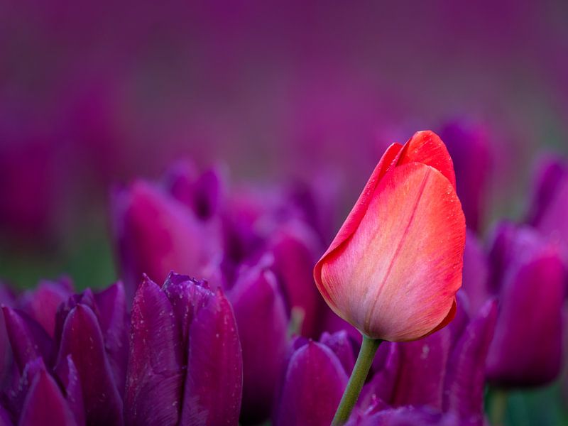 Gros plan - tulipe rouge dans un champ de tulipes violettes par Rene Siebring