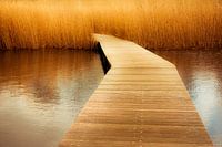 In het gouden riet
