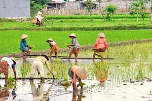 Rijstplanten op de Sawah