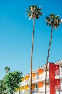 Palmen bei Saguaro Hotel