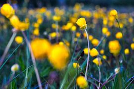 Boterbloemen von Bart Nikkels