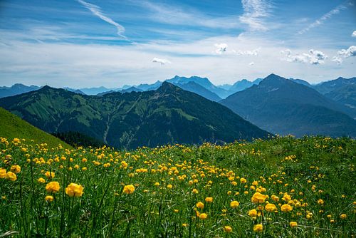 Trollen bloemenweide boven de Tannheim bergen