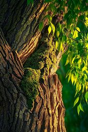 Moss-covered tree bark in the light by Poster Art Shop