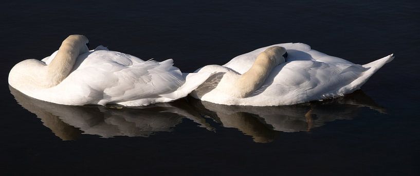 Mute swan. by Robert Moeliker