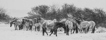 Konik-Pferde in schwarz und weiß von Dirk van Egmond