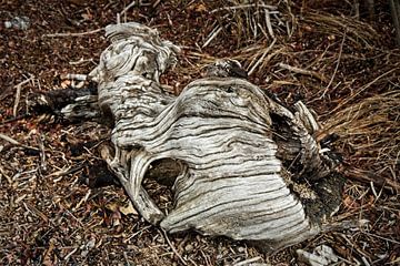 Driftwood von Rob Boon