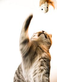 Playing Cat 2 by Anton Engelsman