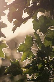 Sonnenblätter von Iwan Heeffer