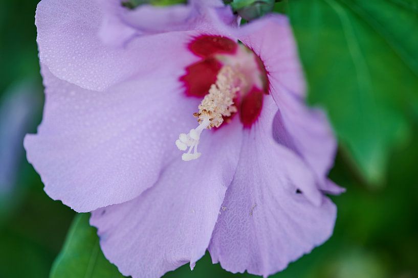 mauve pourpre par C. Nass