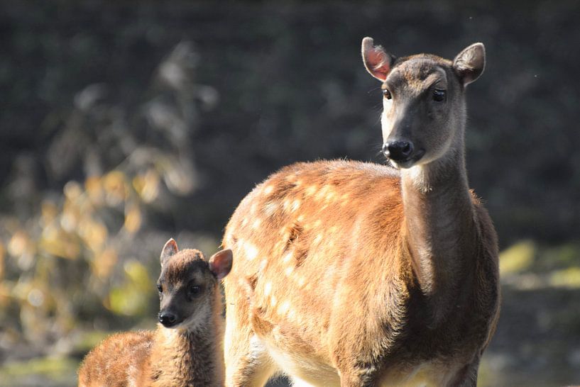 Deer family by Nicolette Vermeulen