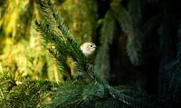 Winter goldcrest in coniferous woodland