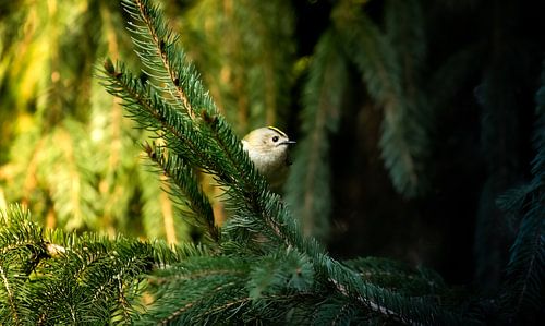 Goldcrest in conifers