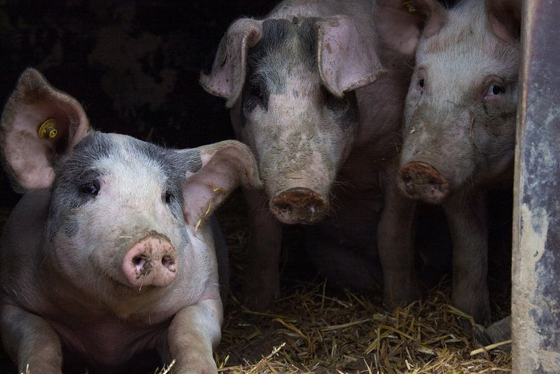 Pigs by Manon