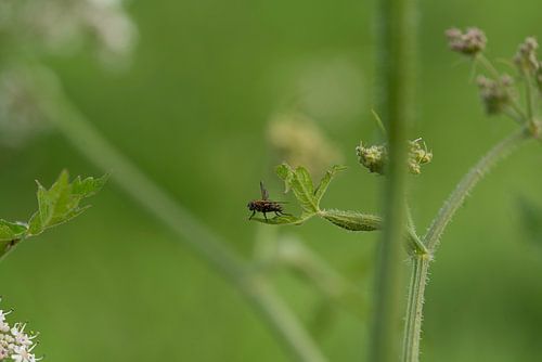 De wereld van de insecten