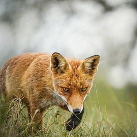 Fuchsjagd von Tom Zwerver