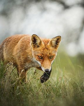 Fuchsjagd von Tom Zwerver