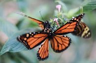 Monarch butterfly von Mark Zanderink Miniaturansicht