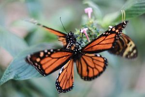 Monarch butterfly von Mark Zanderink