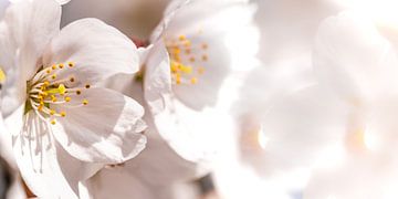 Cherry blossom macro by Dieter Walther