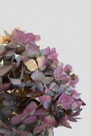 Tranquil picture purple-blue hydrangea by Elles van der Veen