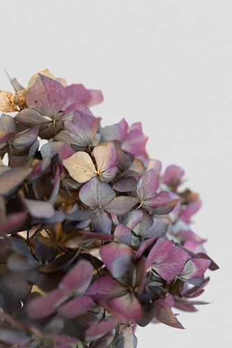 Tranquil picture purple-blue hydrangea