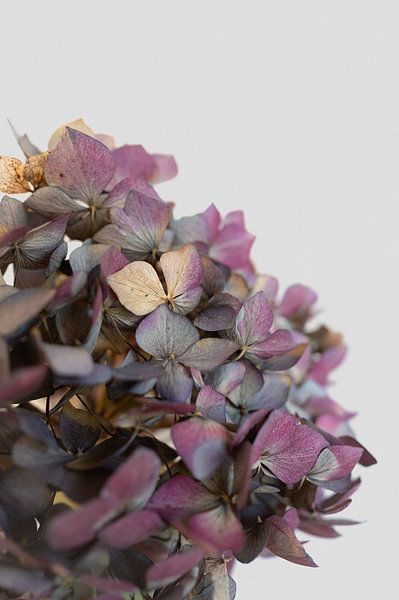 Stimmungsbild lila-blaue Hortensie von Elles van der Veen