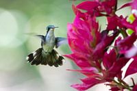 Fliegender Kolibri, der vor einer Blume hängt.