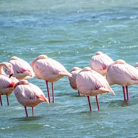 Sleeping flamingos by Lilian Heijmans