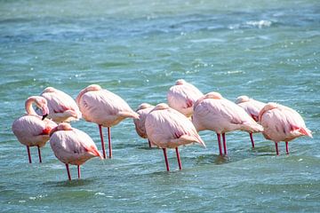 Sleeping flamingos van Lilian Heijmans