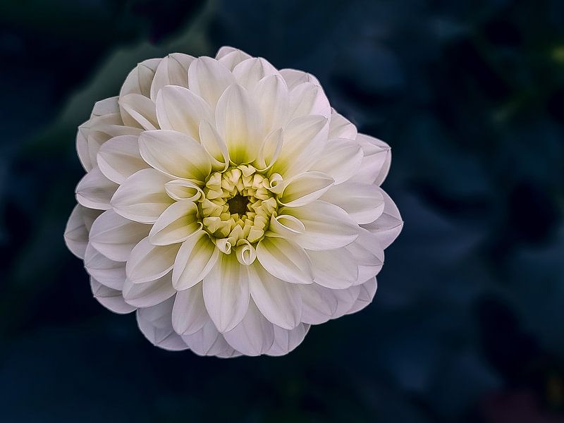 Dahlia, IJsselstein, Niederlande von Maarten Kost