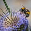 Makro einer Hummel auf einer Distel von Jens Seßler