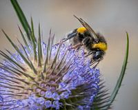 Macro van een hommel op een distel