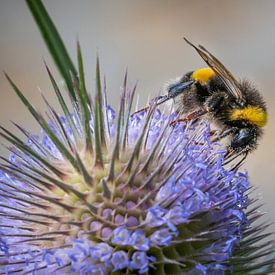 Macro van een hommel op een distel van Jens Sessler