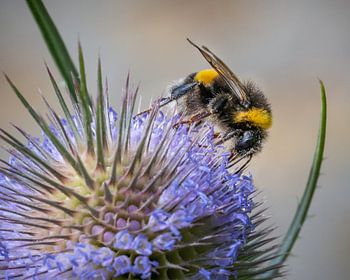 Makro einer Hummel auf einer Distel