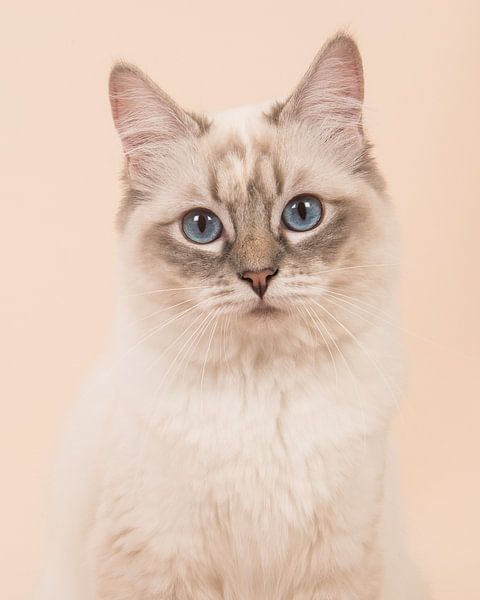 Ragdoll kat portret / Ragdoll cat portrait van Elles Rijsdijk