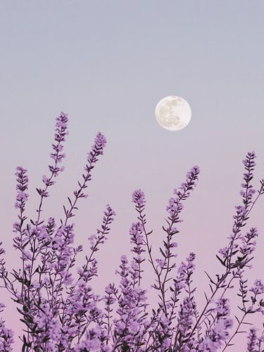Fleurs violettes et pleine lune