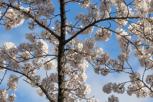 Blossom Tree Blauer Himmel von Zwoele Plaatjes