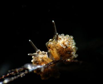 Racemose doto zeeslak (nudibranch), Tulamben, Balie, Indonesië