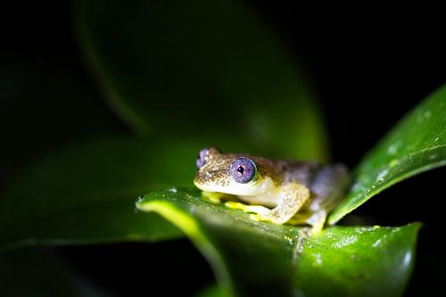 Madagaskar rietkikker