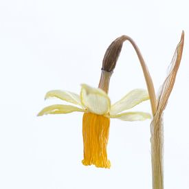 The last appearance of a daffodil (white) by Gerben van den Hazel