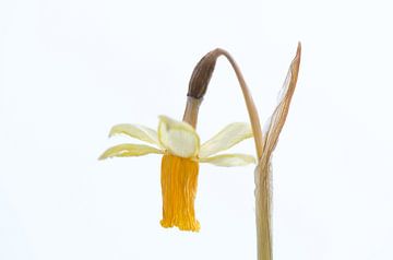 The last appearance of a daffodil (white) by Gerben van den Hazel