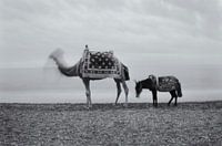 The dromedary, the donkey and the sea