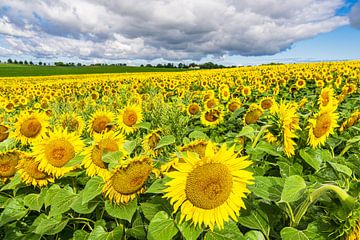 Zonnebloemveld tussen Stäbelow en Clausdorf bij Rostock van Rico Ködder