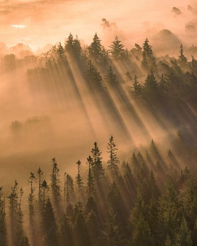 Zonnestralen door de Ochtendmist