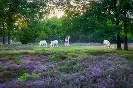 Runderen op de heide