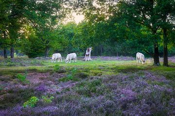 Runderen op de heide van Thijs Friederich
